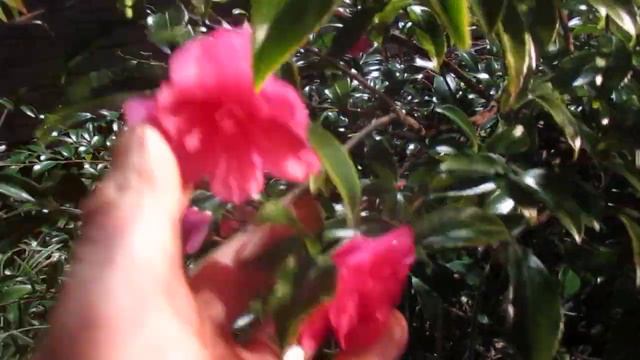 Camellia plants blooming in December смотреть онлайн