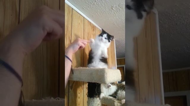Munchkin kitten sitting pretty. смотреть онлайн