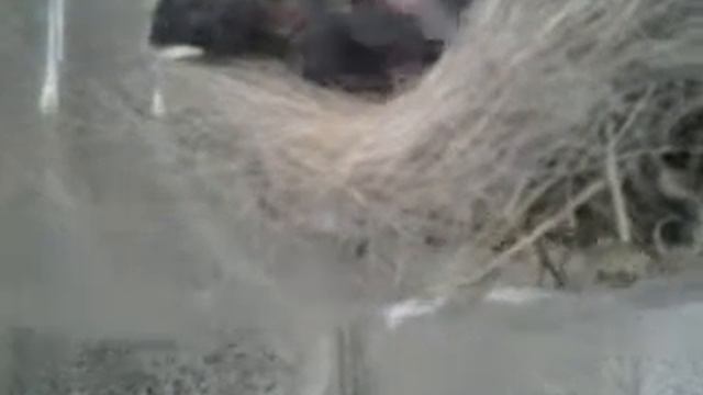 Птички которых мы спасли смотреть онлайн