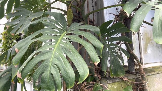 Allan Gardens - Hoya, Cacti, Alocasia And More Tropical Plants ?