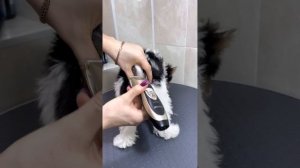 Подстричь попку щенку. гигиеническая стрижка Бивера или Йорка