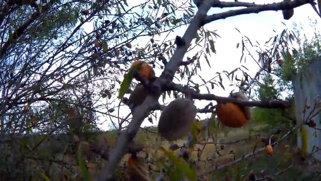 Крым.ПРОГНАЛ СТОРОЖ ЗА ТО,ЧТО СОБИРАЛИ ОРЕХИ.Миндаль и грецкий орех собираем в Крыму. смотреть онлайн