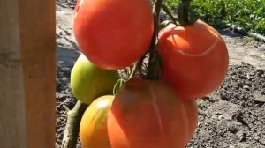 Томат Сызранская пипочка ?