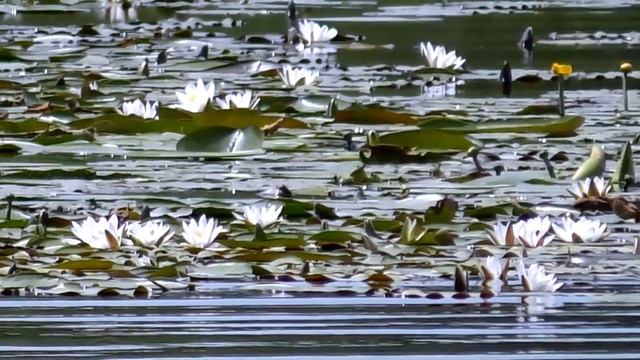 Жердевка - Савала сад из кувшинок. смотреть онлайн