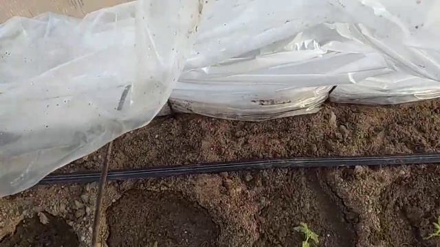 высадила помидоры в теплицу 26 марта. В теплице нет отпадения. Ужасно..... смотреть онлайн