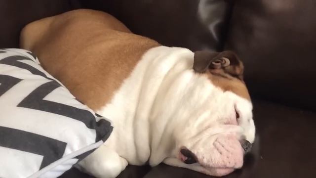 Bulldog Snoring makes Funny Noises смотреть онлайн
