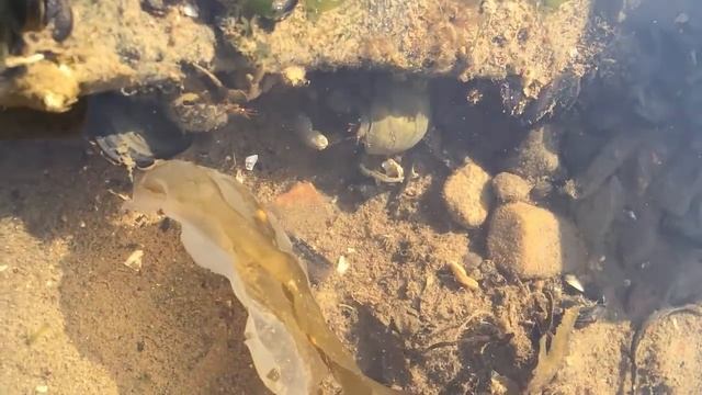 РАК ОТШЕЛЬНИК МАГАДАН смотреть онлайн