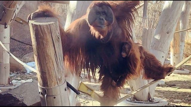 Посмотри кого в одиночку растит этот самец ОРАНГУТАНА! Это надо видеть! Просто невероятно! смотреть онлайн