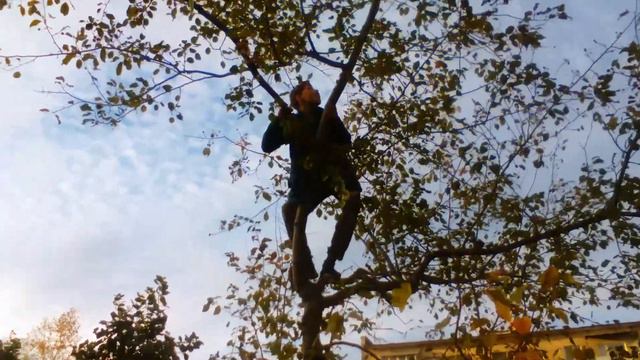 Школьник сидит на дереве смотреть онлайн