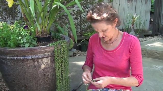 The Simple Way To Propagate A String Of Pearls Plant / Joy Us Garden смотреть онлайн