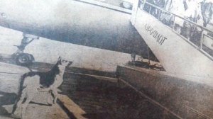 Фильм Пальма