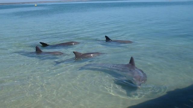 All About Dolphins : How Many Kinds Of Dolphins Are There?