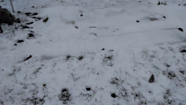 ОБЗОР ДАЧИ 22 НОЯБРЯ) КАК МЫ УКРЫЛИ ПЛЕТИСТЫЕ РОЗЫ) смотреть онлайн