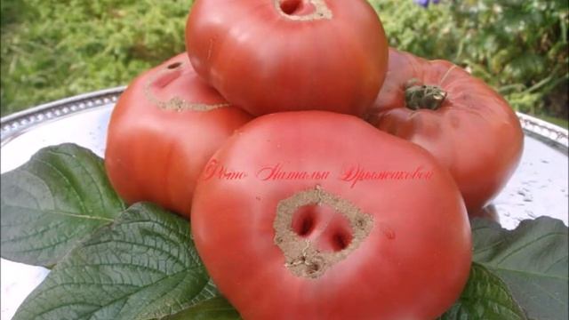 Томатный проект «Истинный север» Карин Оливье смотреть онлайн