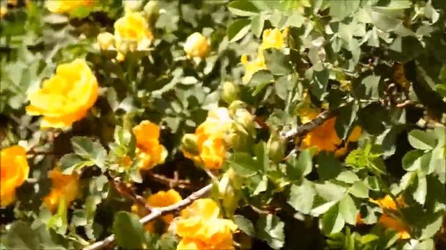 Yellow Roses In May смотреть онлайн