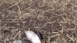 На гуся в Татарстан  Часть 1