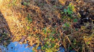 ЛУЧШИЕ СЕКРЕТЫ охоты на зайца. ОХОТА на зайца без собаки