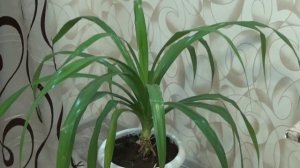 ПАНДАНУС (пандан) или ВИНТОВАЯ ПАЛЬМА.Уход в домашних условиях