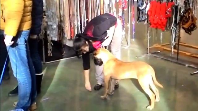 Мэйджик Форс Экзотика смотреть онлайн