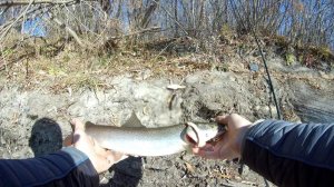 Ловля тайменя. Осенняя рыбалка на реке