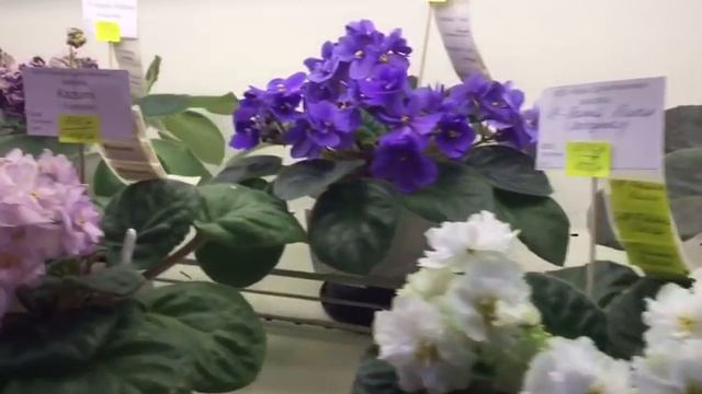 Фиалки. Горшки. Субстраты. Просто прогулка и красоты дома фиалки на Новокузнецкой. смотреть онлайн