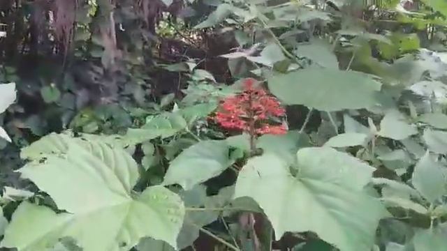 Clerodendrum paniculatum |ತೇರು ಹೂವು | ಪಗೋಡ ಹೂವು | ರಥ ಹೂವು| ಕೃಷ್ಣ ಕಿರೀಟ | ಹನುಮಾನ್ ಕಿರೀಟ | ಆರತಿ ಚಂಡು смотреть онлайн