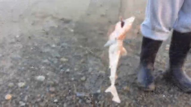 Акулёнок на свободе смотреть онлайн