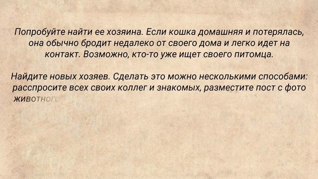 Видеобеседа «У них нет имени…» к Всемирному дню бездомных животных (12+) смотреть онлайн