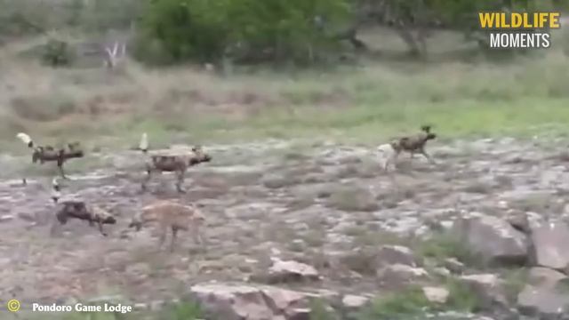 30 Incredible Moments Hungry Hyena Hunting Prey Caught On Camera смотреть онлайн