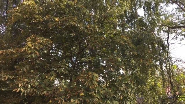 Результаты ЭКО! смотреть онлайн