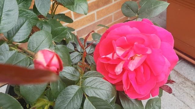 Мои цветы,хобби.Кактусы,розы,рододендрон...Все цветет...Echinopsis-Hybride.