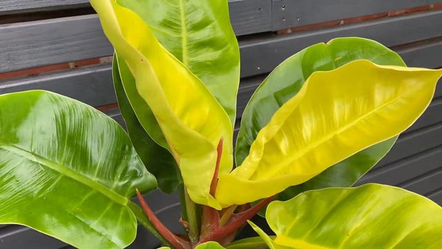 50cm Philodendron Moonlight | Rare House Plant | Pot 19cm | 50cm Height смотреть онлайн