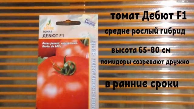 Самые урожайные томаты на моей даче в 2018 г- сибирь матушка смотреть онлайн