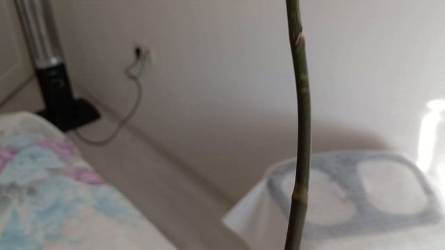 Как я поливаю орхидеи без грунта. смотреть онлайн