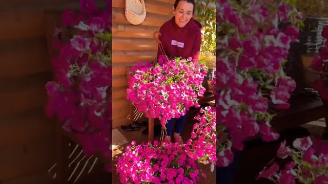 Петуния ампельная Роуз Вейн вельвет в середине сентября #петунии #flowers #garden #petunia #seed смотреть онлайн