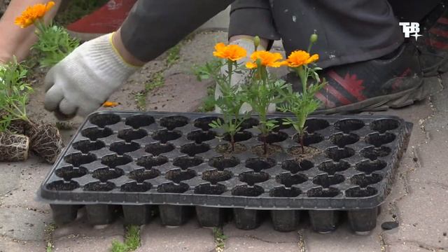 Цветочная фантазия смотреть онлайн