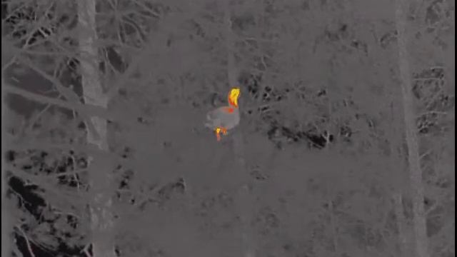 Глухарь на току смотреть онлайн