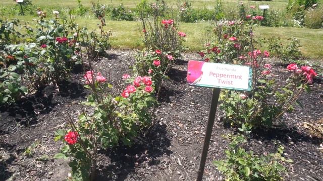 Peppermint Twist: Maplewood Rose Garden смотреть онлайн