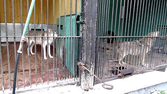 Wolves howl in Spb Zoo/ Волки воют в Лен. зоопарке смотреть онлайн