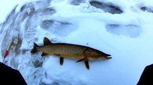 БИТВА?ПОВОДКОВ(ФЛЮР⚔️ МЕТАЛЛА).ЩУКА НА ЖЕРЛИЦЫ ЗИМОЙ.