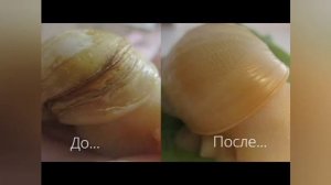 болезни улиток и их лечение СЛАБОНЕРВНЫМ НЕ СМОТРЕТЬ!!!
