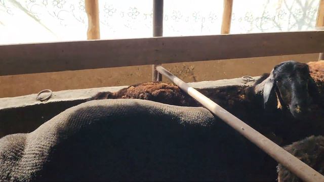 QOYGA NEGA AYNAN MAKKA BERILADI SIZ BUNI BILARMIDIZ