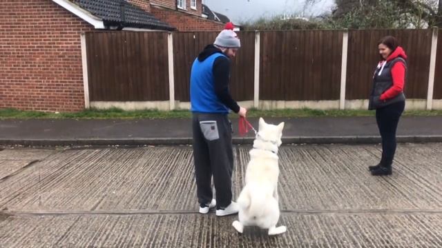 DOG REACTIVE AKITA SESSION 1 PART 1 смотреть онлайн