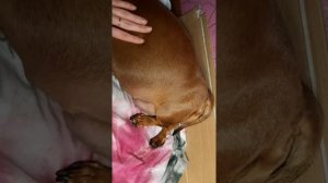 Такса роды, признаки начало родов у собаки, роды собаки часть 2