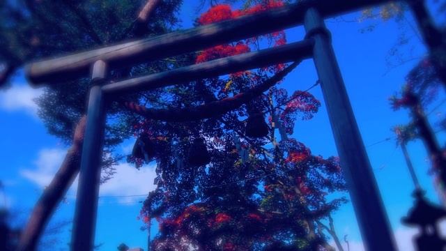 夭折 / [song]ええうみ - 朝崎郁恵 Ft.高橋全  