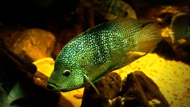 Virtual Aquarium Meditation (Full HD) смотреть онлайн