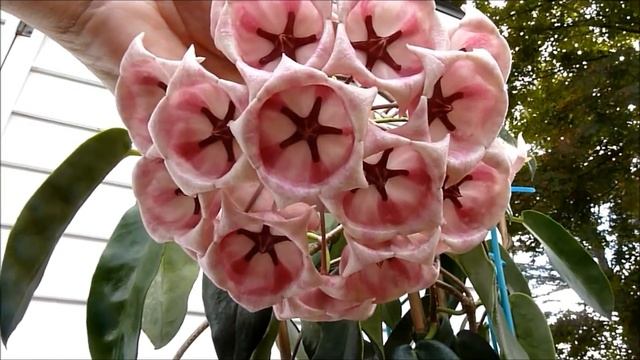 A Visit with Hoya archboldiana 2015 смотреть онлайн