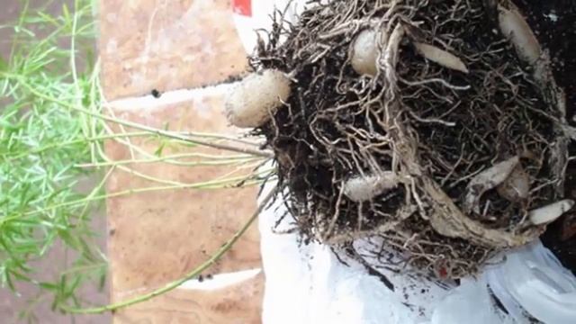 Пересадка Аспарагуса. Как и когда правильно пересаживать аспарагус? смотреть онлайн