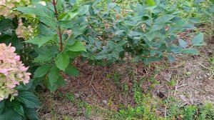 гортензия Уайт Лайт