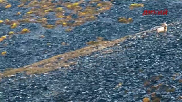 Охота и рыбалка в Якутии. смотреть онлайн